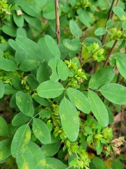 Lespedeza violacea