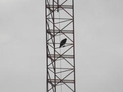 Buteo jamaicensis