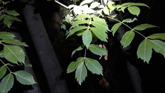Sapindaceae
