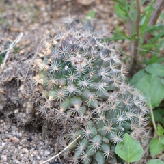 Mammillaria heyderi