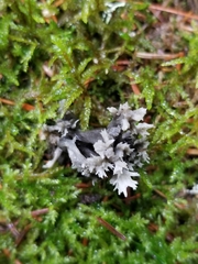 Clavulina cinerea