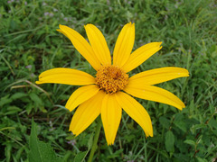 Heliopsis