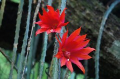 Heliocereus schrankii