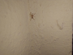 Gnaphosidae
