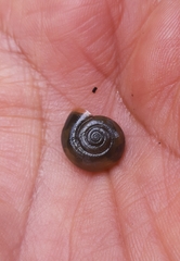 Oxychilus draparnaudi