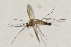 Macrocera