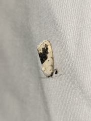 Ponometia erastrioides