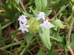 Richardia grandiflora