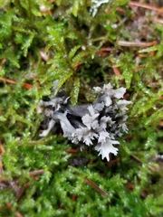 Clavulina cinerea