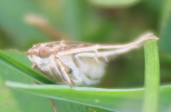 Nomophila nearctica