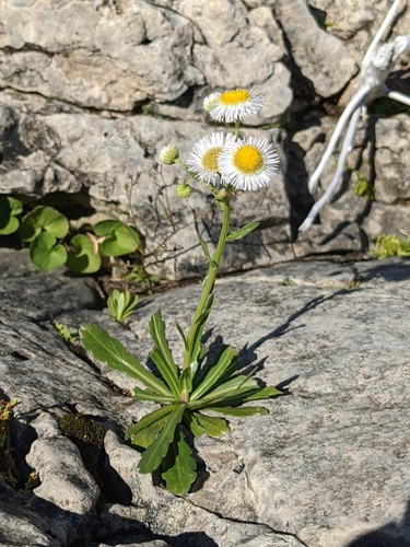 Erigeron philadelphicus var. provancheri
