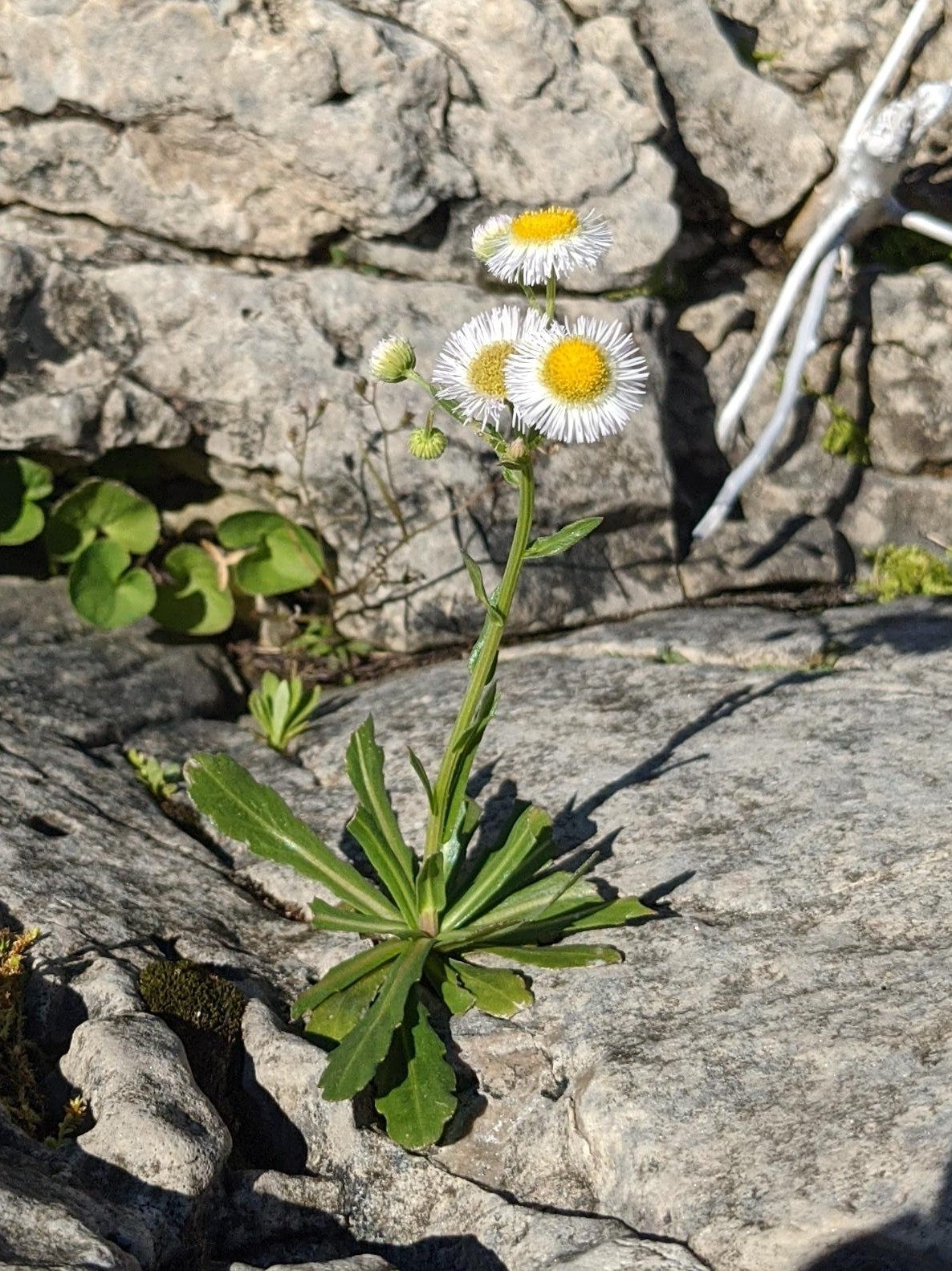 Erigeron philadelphicus var. provancheri