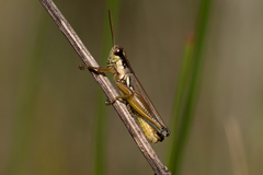 Paroxya atlantica