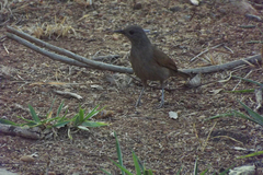 Turdus leucomelas