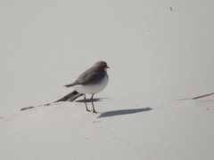 Charadrius ruficapillus