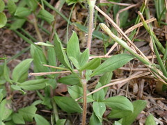 Richardia grandiflora