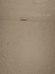 Gnaphosidae