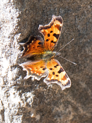 Polygonia faunus
