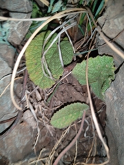 Helichrysum nudifolium