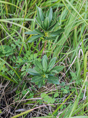 Daphne laureola