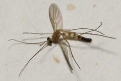 Macrocera