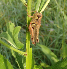 Melanoplini