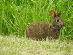 Sylvilagus palustris