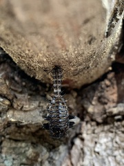 Cypherotylus californicus