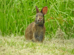 Sylvilagus palustris