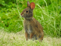 Sylvilagus palustris