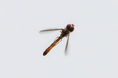 Ocyptamus fuscipennis