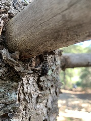 Cypherotylus californicus
