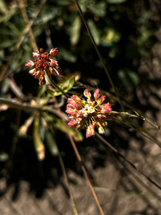 Eriogonum heracleoides