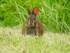 Sylvilagus palustris