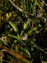 Potentilla gracilis