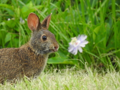Sylvilagus palustris