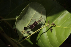 Leptoglossus zonatus