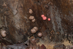 Lycogala epidendrum