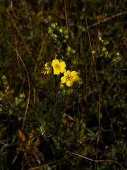 Potentilla gracilis