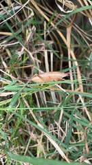 Pyrgocorypha uncinata