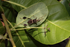 Leptoglossus zonatus