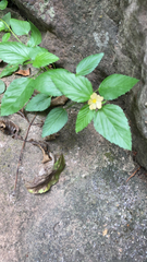 Malvastrum coromandelianum