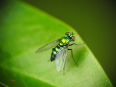 Condylostylus mundus