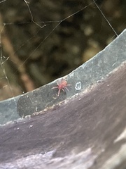 Trombidiformes