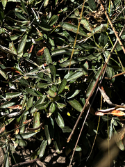 Eriogonum heracleoides