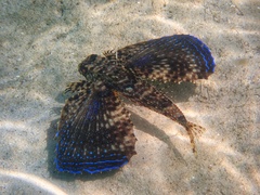 Dactylopterus volitans