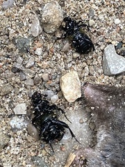 Nicrophorus tomentosus
