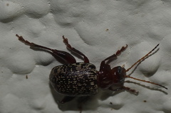 Blepharida alternata