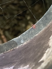 Trombidiformes