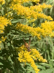 Polistes
